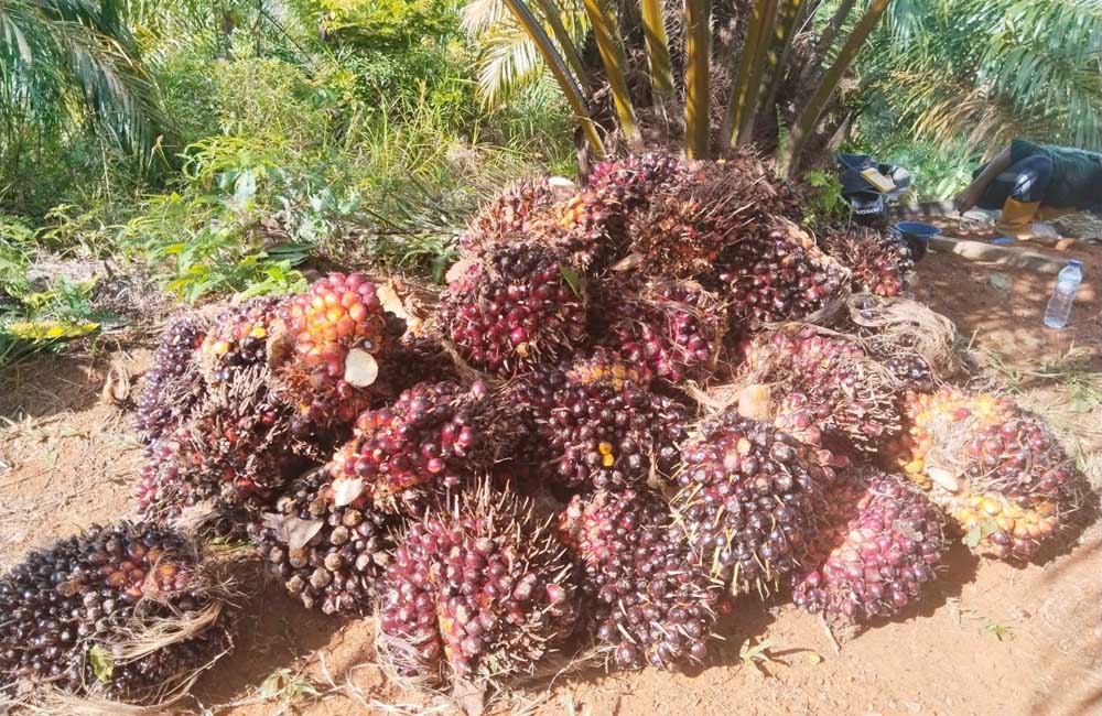 Harga Sawit Naik, Petani di Mukomuko Kembali Sumringah