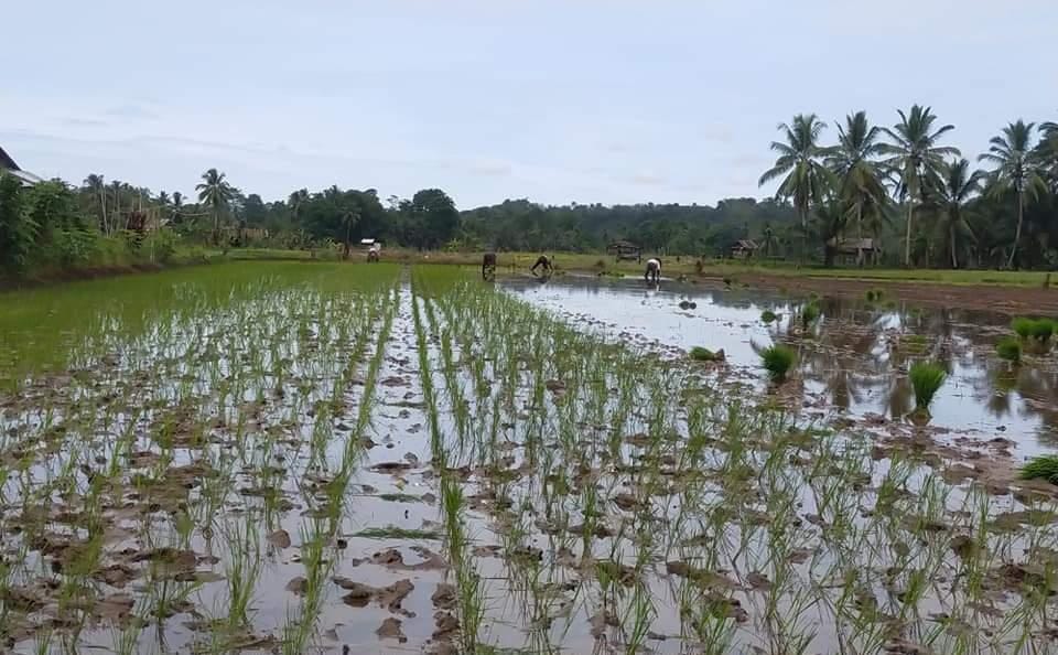 Warisan Zaman Belanda, Jaringan Irigasi di Kecamatan Tanjung Agung Palik Perlu di Tingkatkan