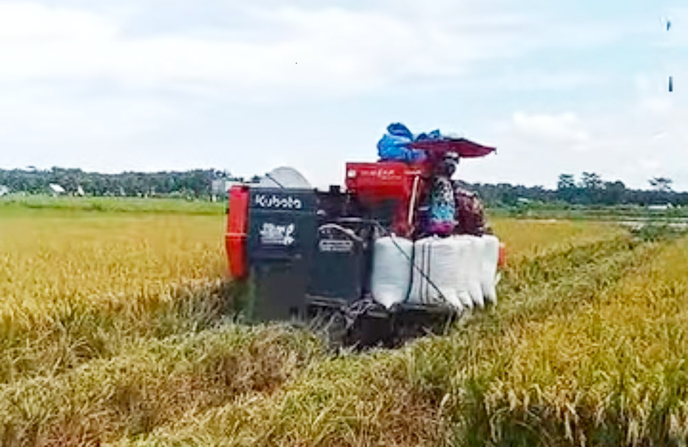 Petani di Sumber Makmur Panen Perdana Padi Sawah 2026