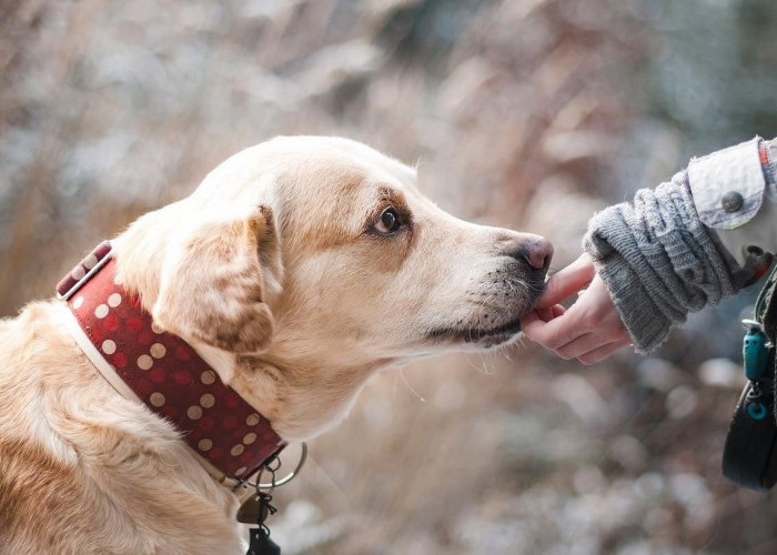 Waspada Makhluk Halus, Jika Mendengar Suara yang Tak Lazim dari Hewan di Malam Hari