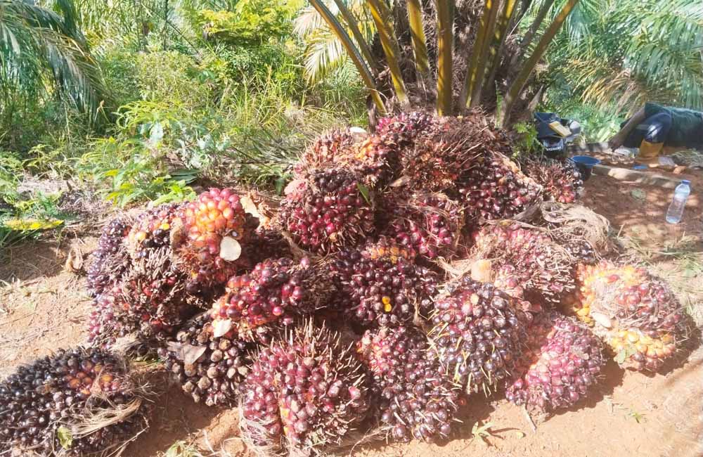 Harga TBS Petani Tertekan, Selisih dengan Pabrik Capai Rp300 per Kilogram