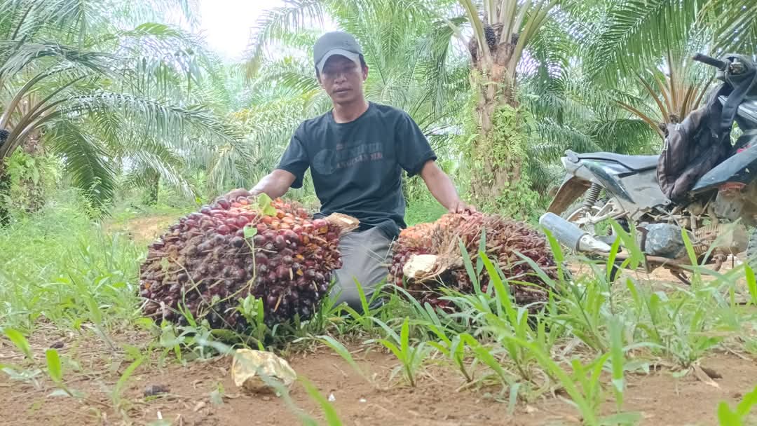 Usai Lebaran Harga Sawit Masih Bertahan di Atas Rp 3.000 per Kg