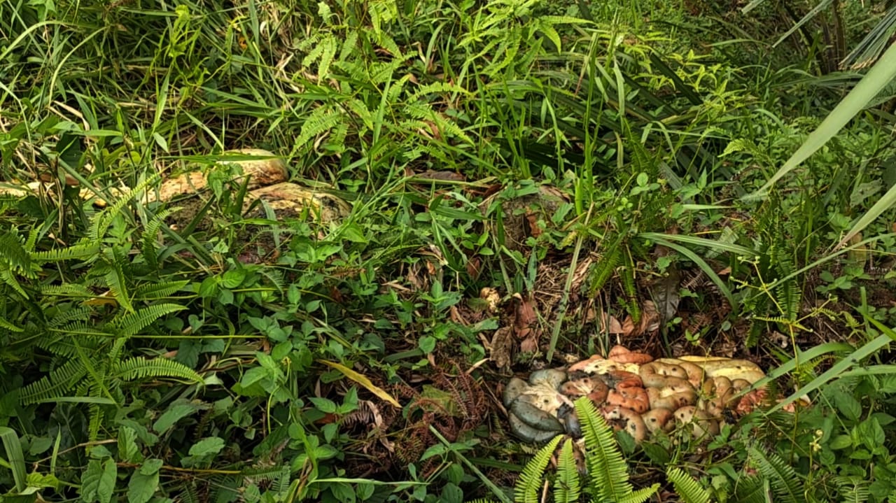 Tengah Cari Kayu, Warga Malah Temukan Isi Perut Sapi Terburai