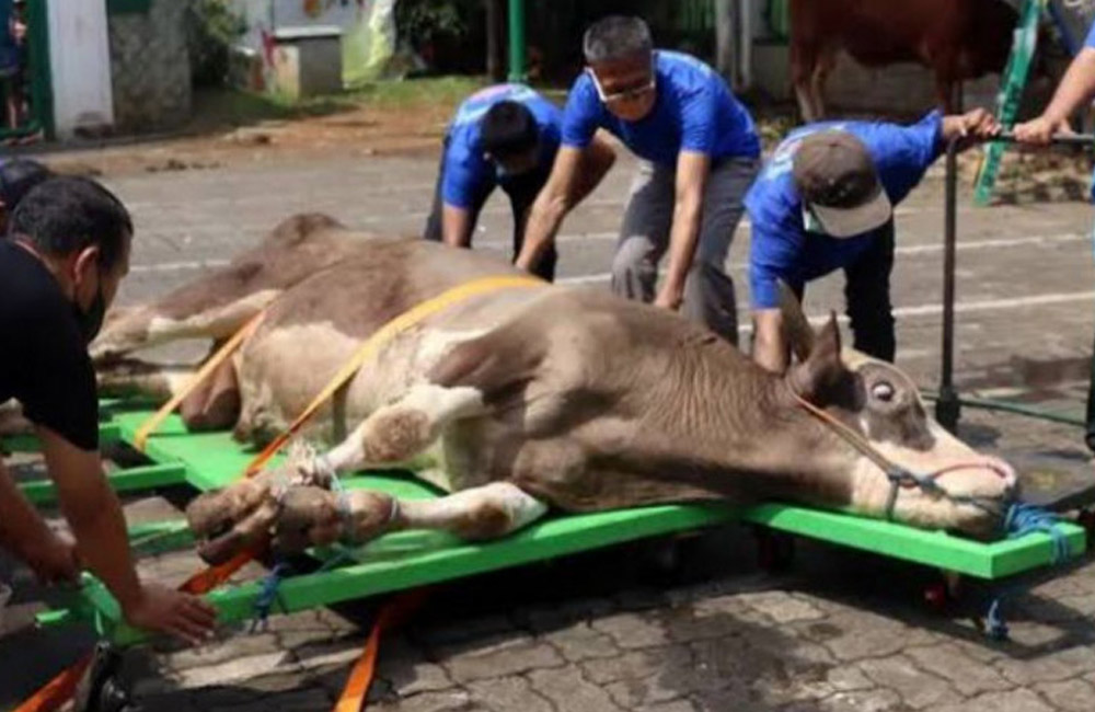 Pelatihan Juru Sembelih Tertunda, Pemkab Mukomuko Terkendala Anggaran
