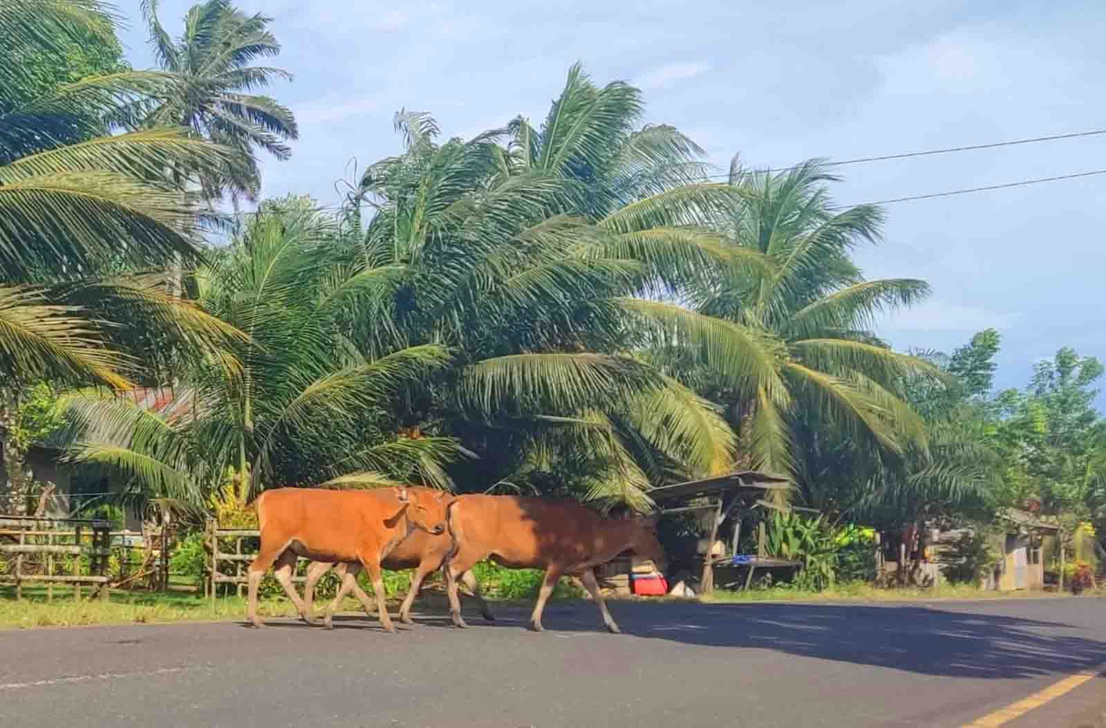 Di Air Napal, Hewan Ternak Masih Berkeliaran di Jalan 