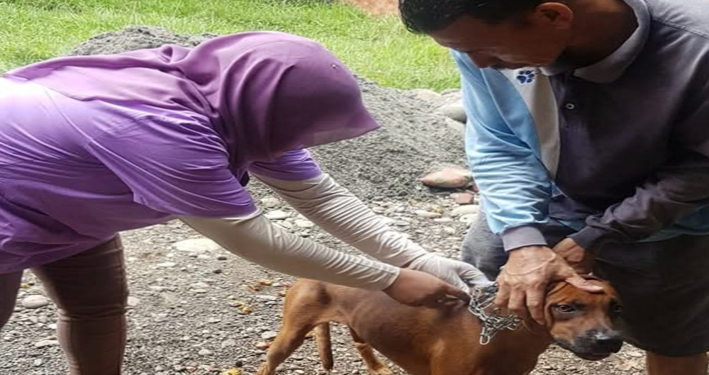 Dinas Pertanian Siapkan Skema Kebiri Atasi Anjing Liar di Mukomuko