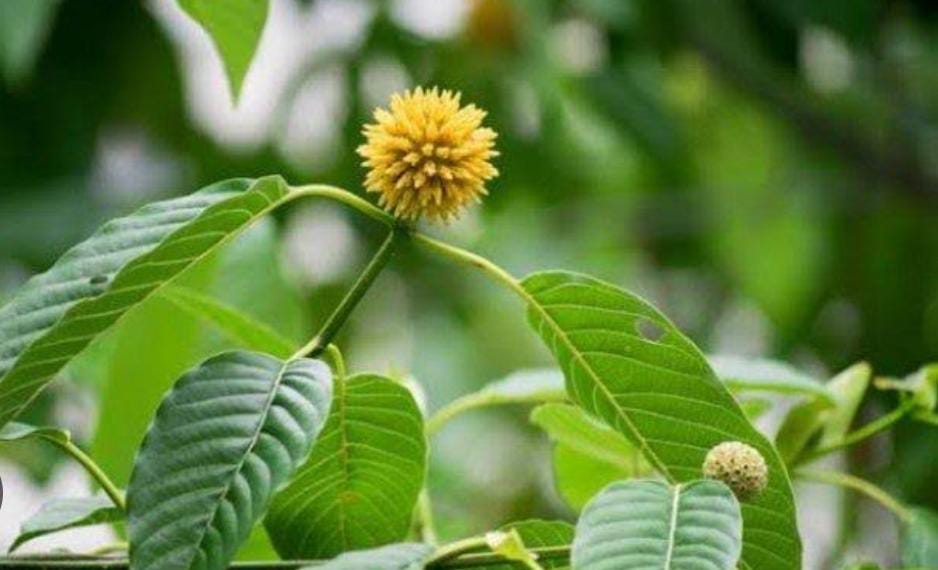 BPOM Melarang Daun Kratom Digunakan dalam Obat Tradisional, Sedangkan Sambiloto Masih Diteliti Khasiatnya