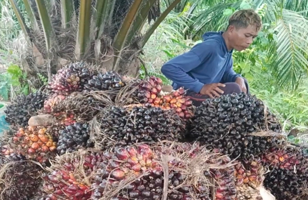 Potongan Tinggi, Petani Sawit di XIV Koto Makin Tertekan