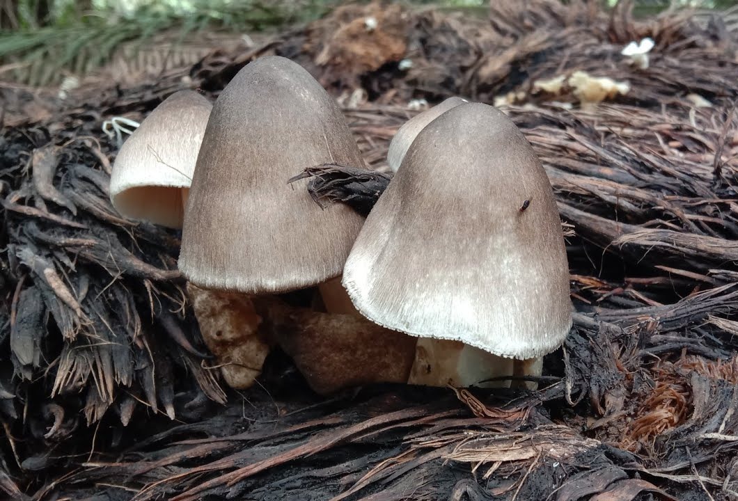 Ingin Sajian yang Berbeda Saat Lebaran, Mungkin Kamu Bisa Mencoba Olahan Jamur Sawit