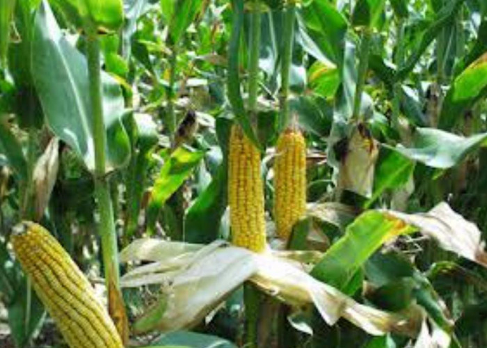 Walau Merupakan Sumber Karbohidrat, Namun Jagung Juga Dipercaya Bisa Mengecilkan Perut Buncit