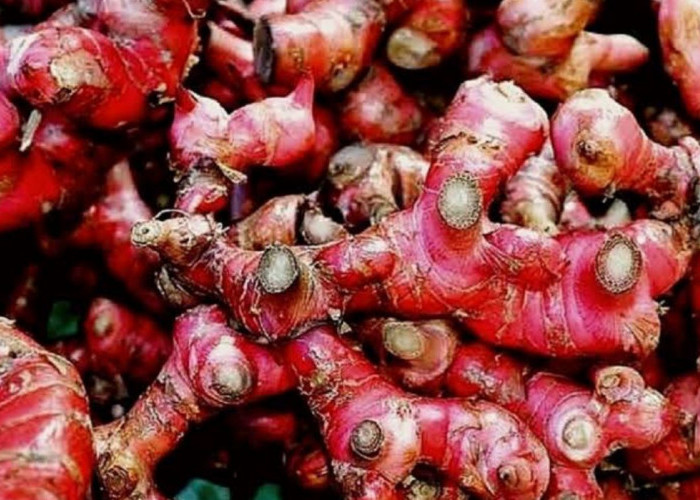 Benarkah Konsumsi Jahe Bisa Membunuh Sel Kanker, Ini Faktanya