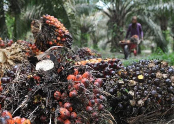 Besok, PKS Mulai Terima TBS Petani