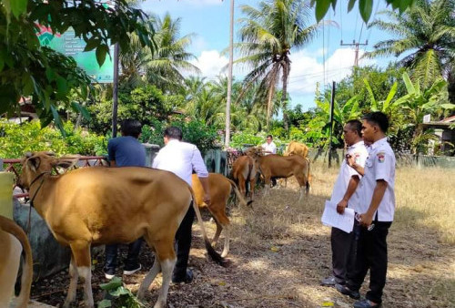 Begini Cara Memilih Hewan Kurban yang Baik dan Sesuai Syariat Islam