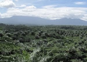 Kontribusi Besar Terhadap Ekonomi Masyarakat, Ini Penjelasan PT SIL Terkait Kawasan Register 71