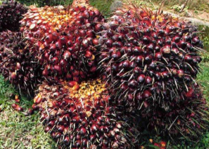 Hari, Ini Harga TBS di PKS Tembus Rp 3.040/Kg, Petani: Sayang Buah Belum Begitu Normal