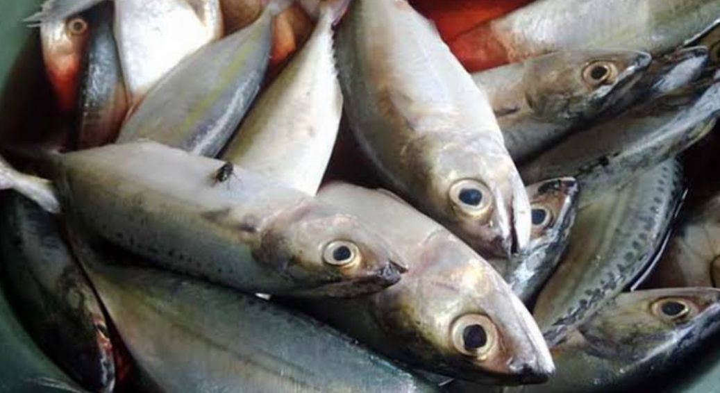 Jangan Salah Pilih, Ini Cara Mengetahui Ciri-ciri Ikan Berformalin