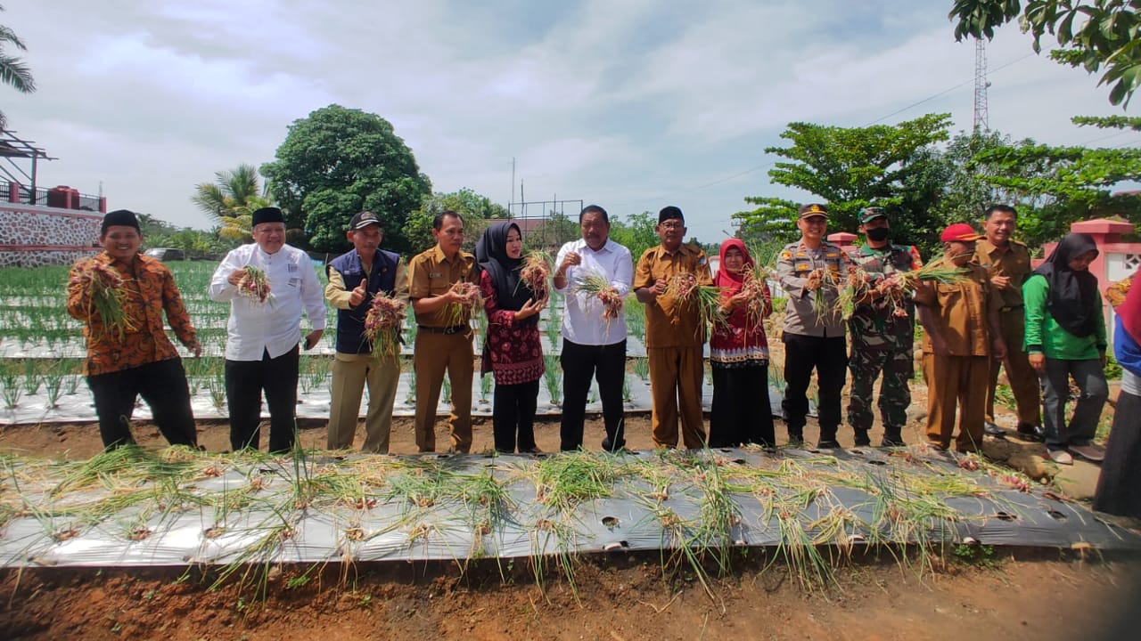 Ini Pesan Bupati Mian Usai Panen Bawang Merah