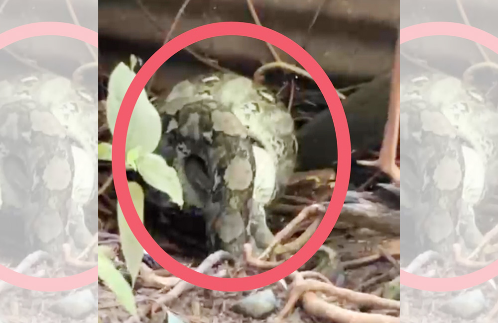 Musim Hujan, Ular Sawo Besar Mangsa Ternak Milik Warga Kota Bani