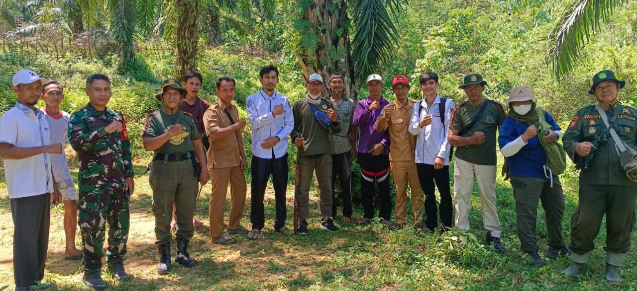 Anak Sapi di Gembung Raya Jadi Korban Harimau Lagi, Tim Penembak Bius dan Dokter Hewan Standby 