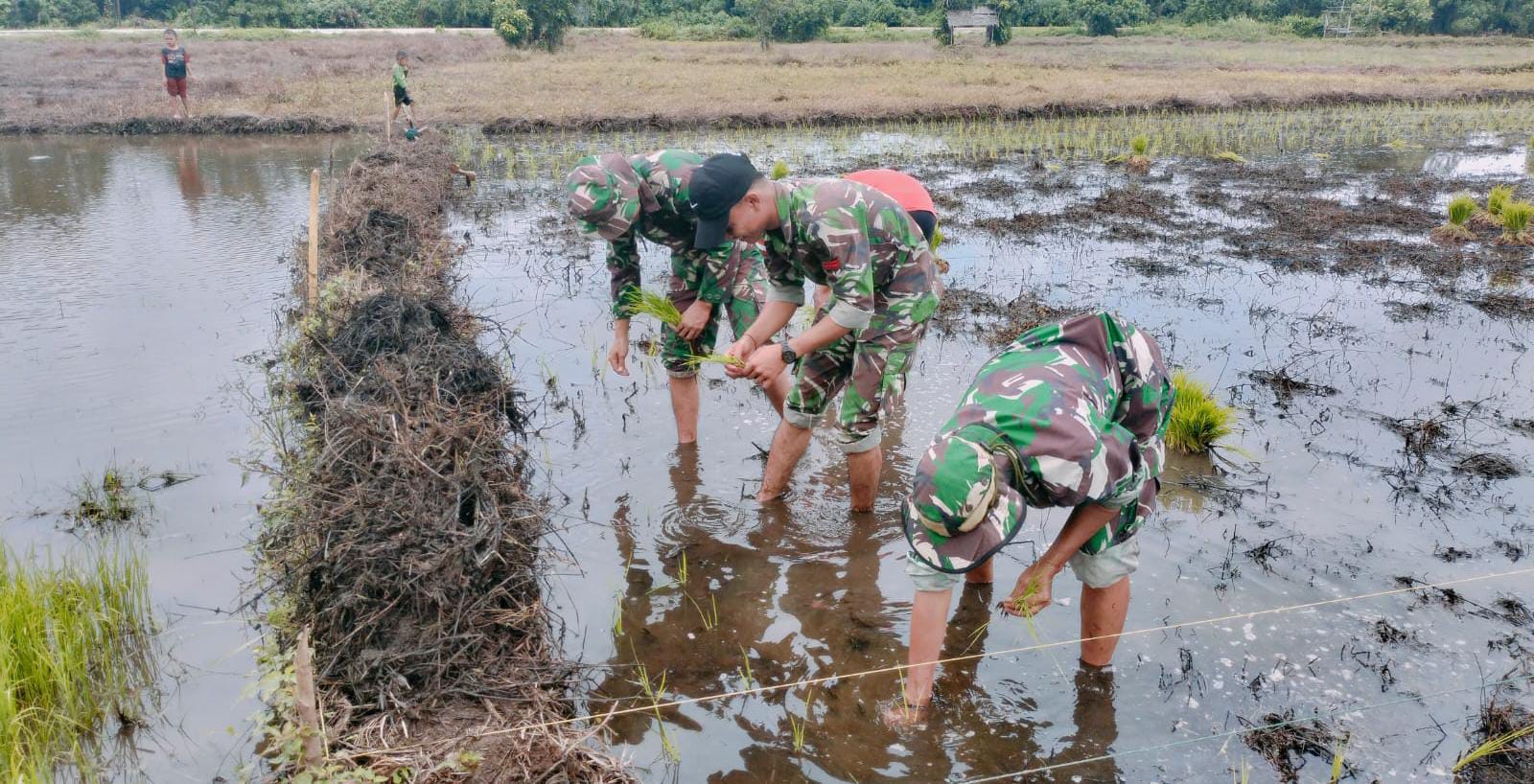 Dukung Program Ketahanan Pangan, Prajurit TNI Turun ke Sawah Bersama Petani 