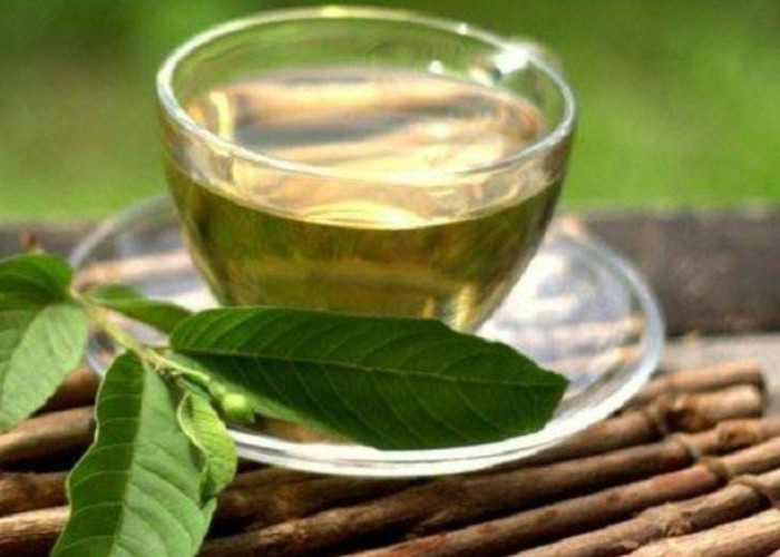 Resep Seduhan Daun, Dijamin Ampuh Buat Kolesterol dan Asam Urat Turun