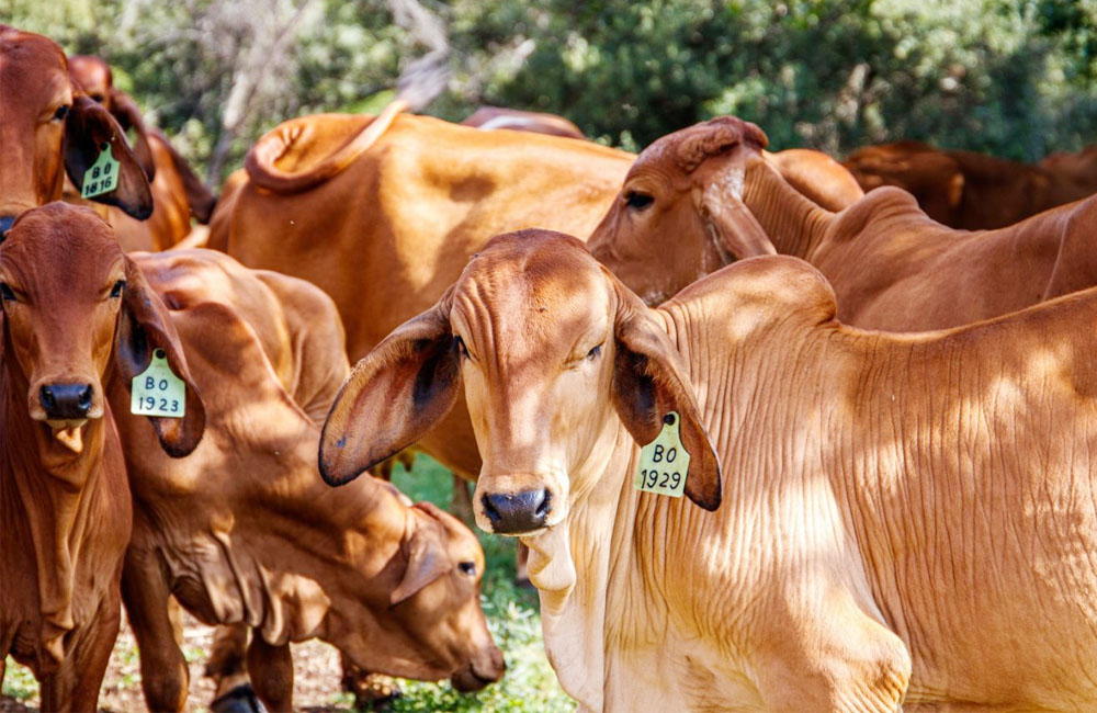 Harga Stabil, Stok Sapi Kurban 7 Kecamatan, Berlimpah