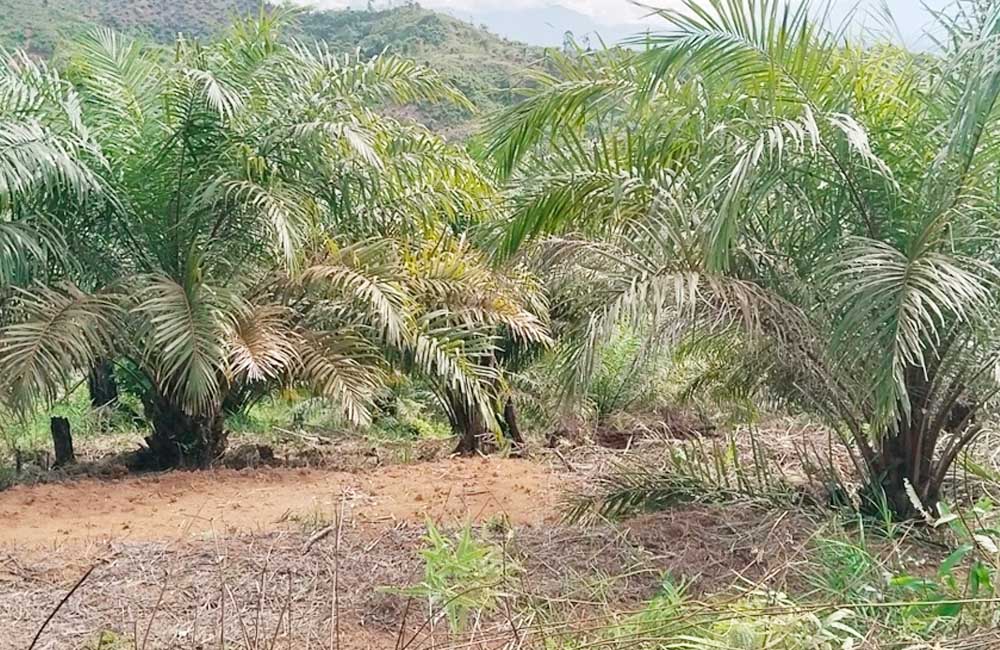 Sawit Rakyat Jadi Nafas Ekonomi di Mukomuko
