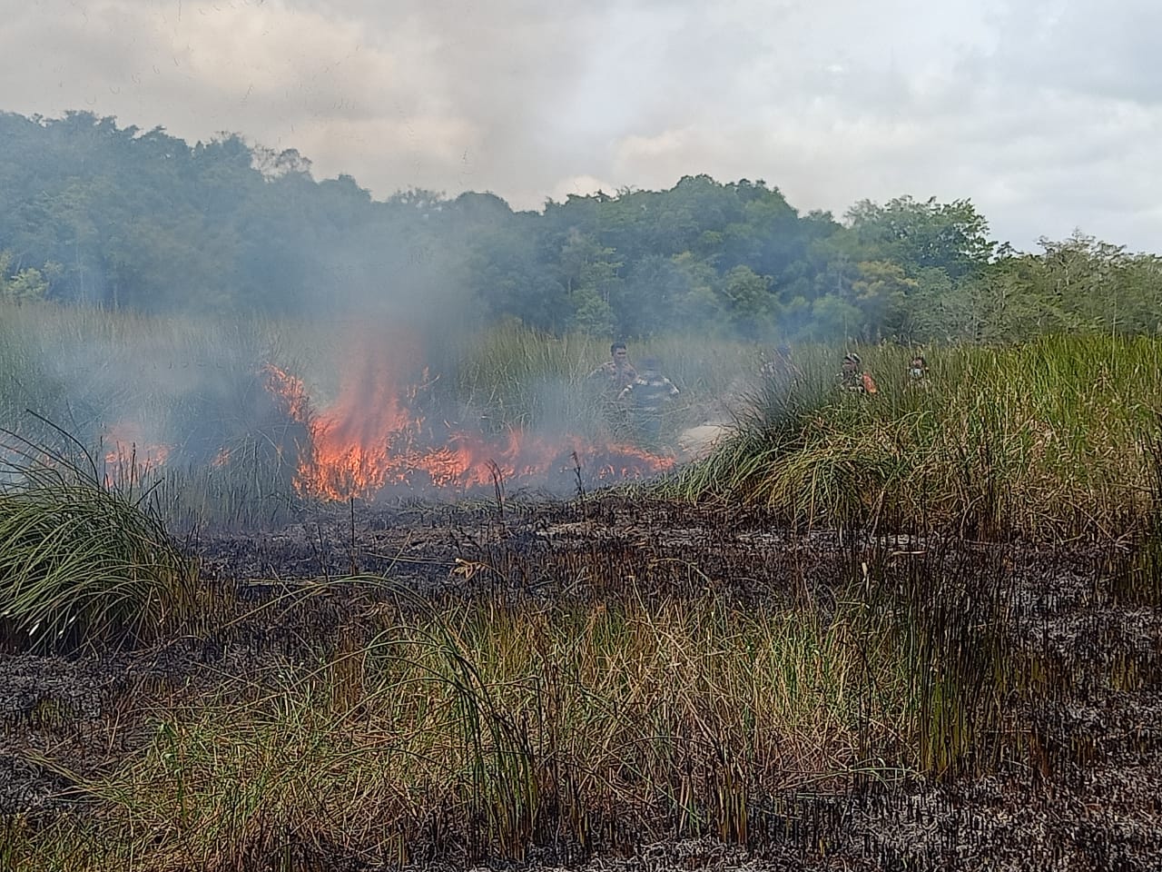 Semenjak El Nino, Terdata 26 Ha Lahan di Bengkulu Utara Terbakar