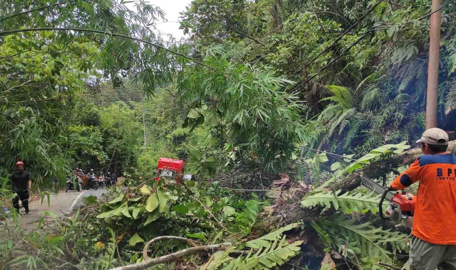 Kapolsek: Waspadai Titik Pohon Tumbang
