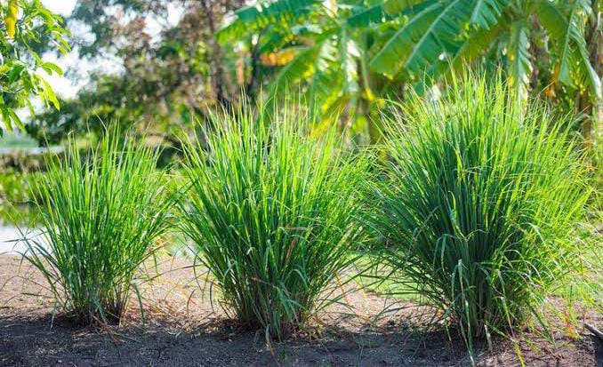 Hindari Bahan Kimia, Ternyata Tanaman ini Bisa Mengusir Nyamuk