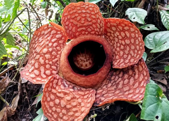 Kisah Penuh Ironi Dibalik Kecantikan dari Bunga Rafflesia Bengkulu