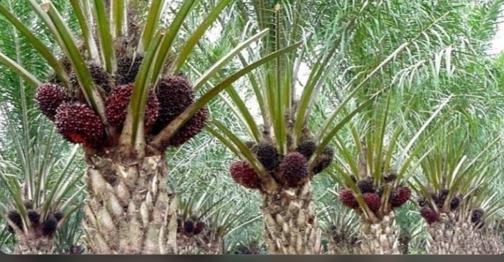 Pesan Untuk Petani Pemula, Begini Cara Memilih Benih Kelapa Sawit yang Baik dan Benar