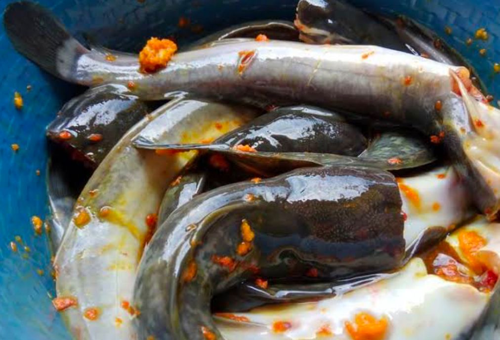 Cara Mengolah Ikan Lele Agar Tidak Bau Amis dan Bau Tanah