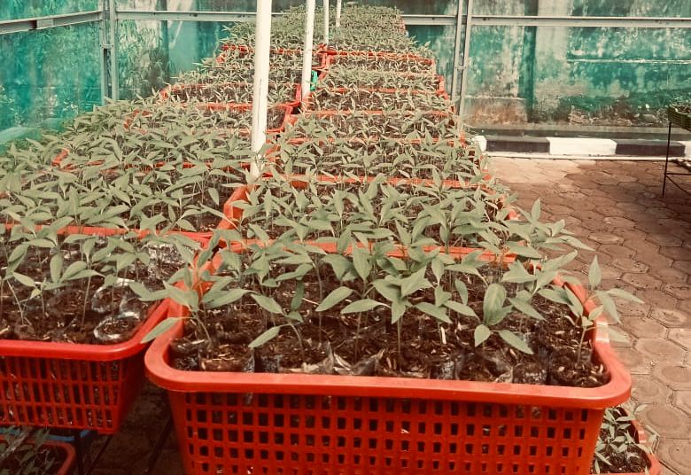 Pemkab Bengkulu Utara Siapkan 25 Ribu Bibit Sayuran Gratis untuk Masyarakat