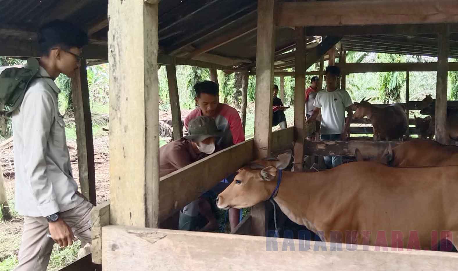 Cegah PMK, Pemdes Marga Jaya Lakukan Vaksinasi Ternak