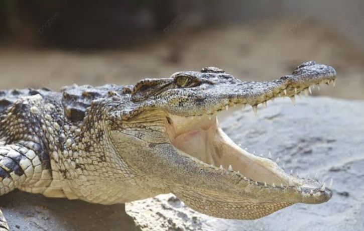 Sangking Saktinya, Taring Buaya Bisa Dijadikan Jimat Pemikat Lawan Jenis