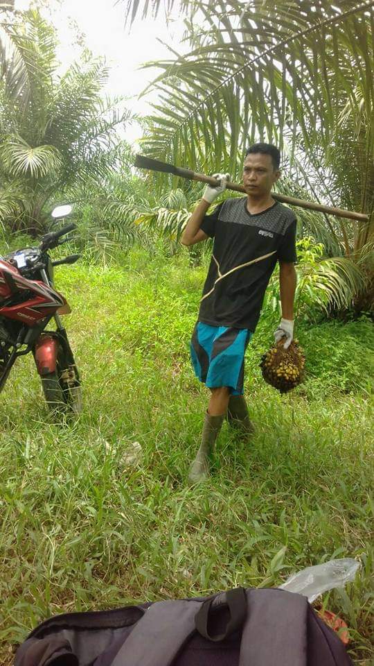 Kado HUT Mukomuko Harga Sawit Merangkak Naik