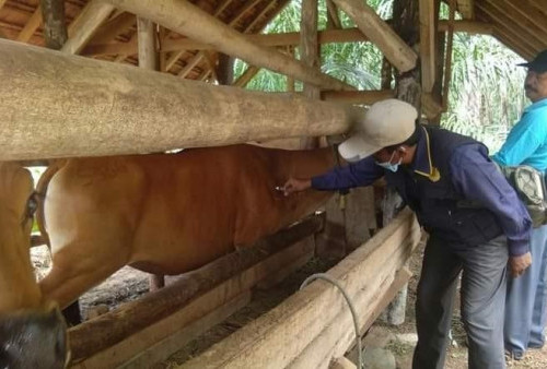 Desa Diminta Tak Asal Masukkan Hewan Ternak dari Luar Daerah, Eri: Sering Terjadi di Program Ketahanan Pangan