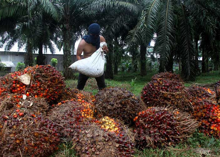 Trek Buah Sawit Pengaruhi Penerimaan Pajak di Provinsi Bengkulu 