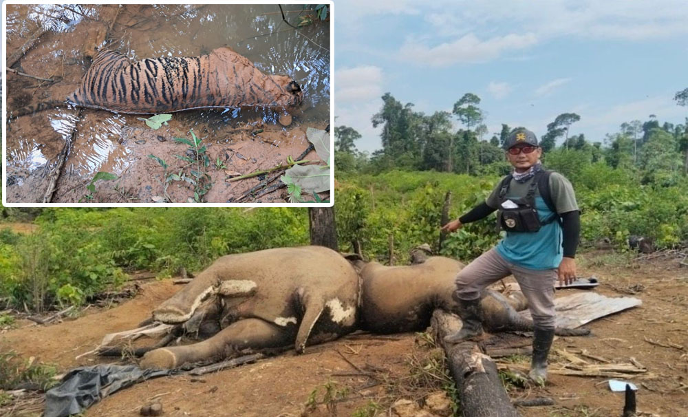 Soroti Kematian Gajah dan Harimau, Koalisi Selamatkan BAS Sindir Operasi Satgas Merah Putih