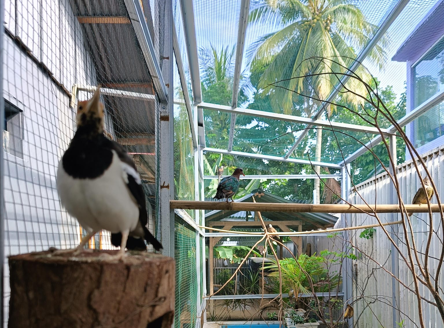 Jangan Sampai Salah, Ini Jenis-Jenis Burung yang Cocok Masuk Kandang Aviary Mini