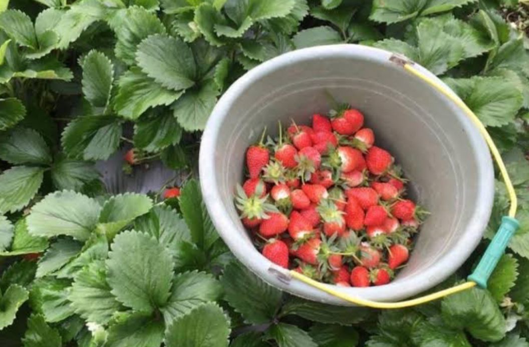 Informasi Penting Bagi Pemula, Ini Cara Memetik Strawberry yang Benar di Curup Rejang Lebong