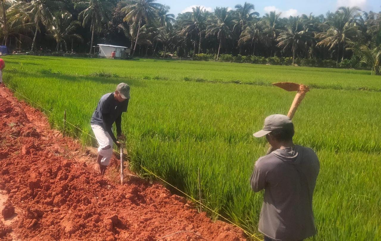 Sejumlah Strategi Mulai Dipersiapkan oleh Petani untuk Hadapi Dampak Badai El Nino