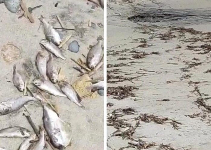 Heboh! Ratusan Ikan Naik ke Daratan di Wilayah Pesisir Pantai Putri Hijau, Pertanda Apa?
