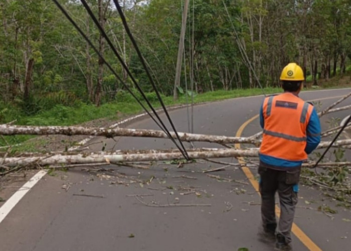 Badai, Pohon Karet di Batiknau Melintang ke Jalan