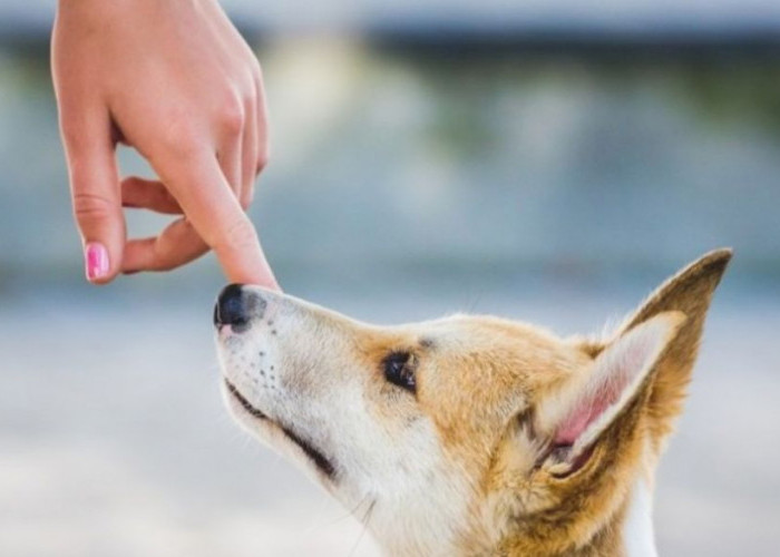 Tata Cara Menghilangkan Najis Anjing Agar Bisa Suci Kembali 