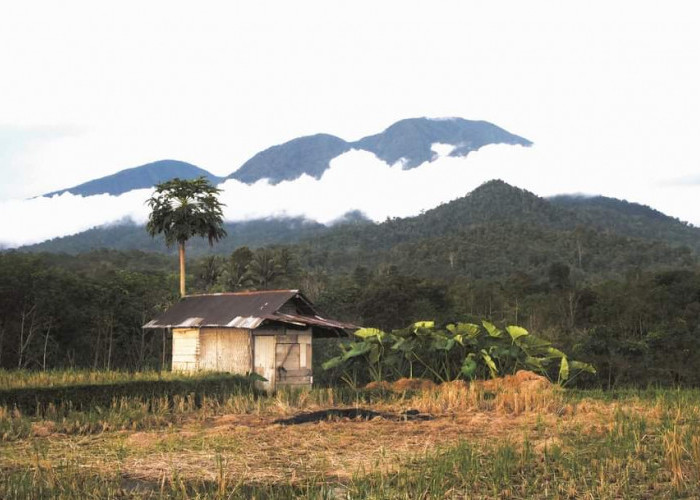 30 Hektar Lahan Persawahan di Padang Bendar Berpotensi Kekeringan, Ini Penyebabnya