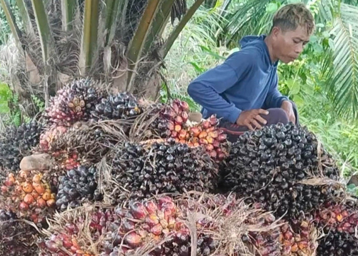 Harga Sawit di Mukomuko Tembus Rp3.060 per Kilogram