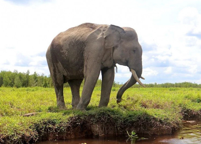 Gajah Liar di Bengkulu Makan Sampah