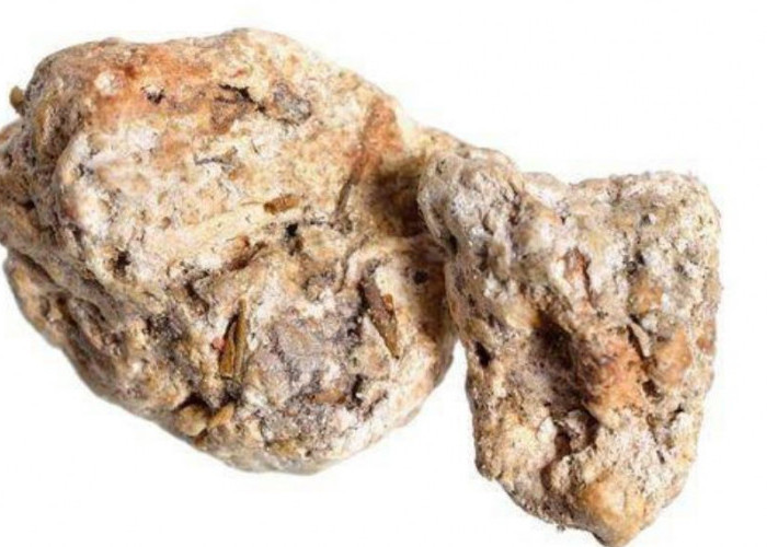 5 Ciri Muntahan Ikan Paus Asli, Siapa Tahu Ketemu Pas Lagi Mancing